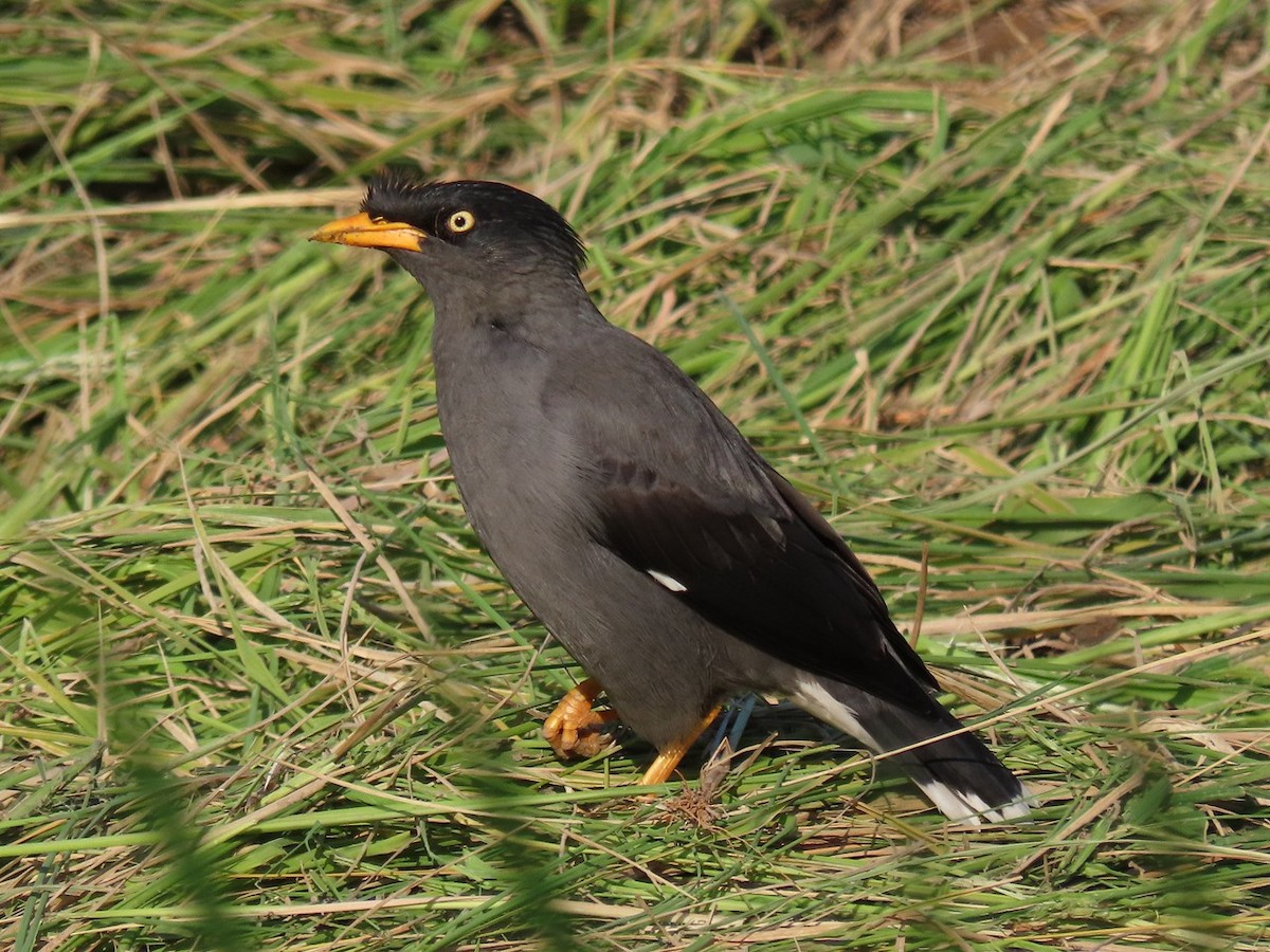 Майна яванська - ML647047045