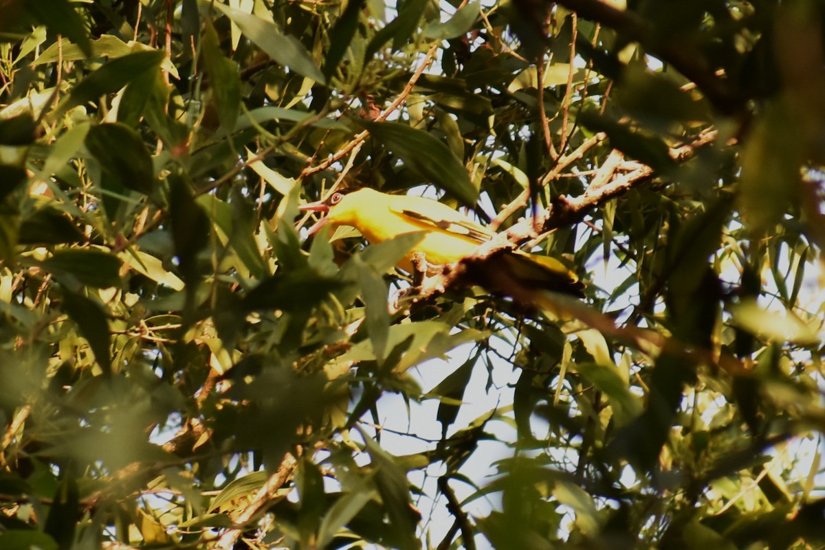 Вивільга чорноголова - ML647047046