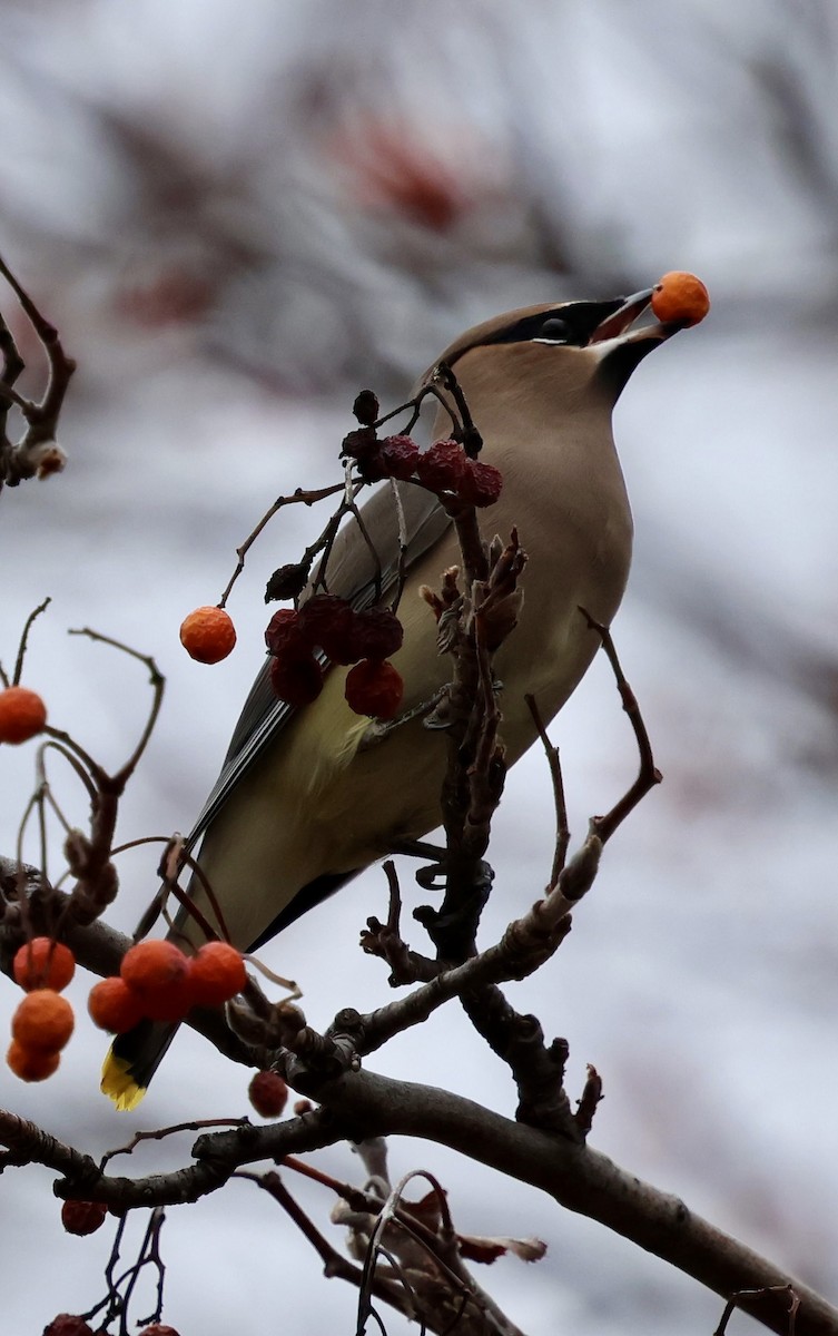 Омелюх американський - ML647047047