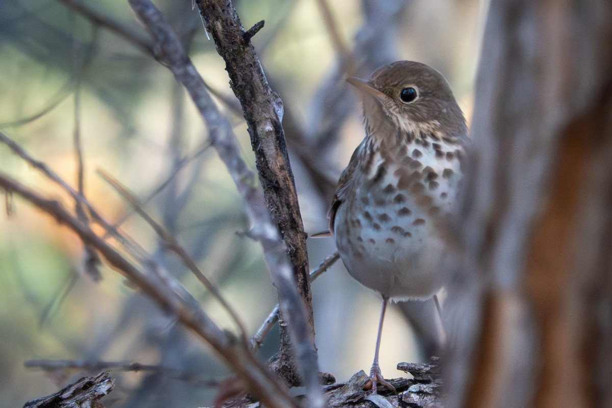 Zorzalito Colirrufo - ML647047049