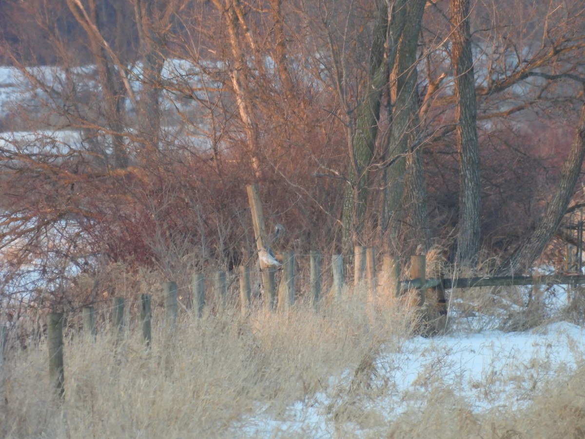 Лунь американський - ML647047050