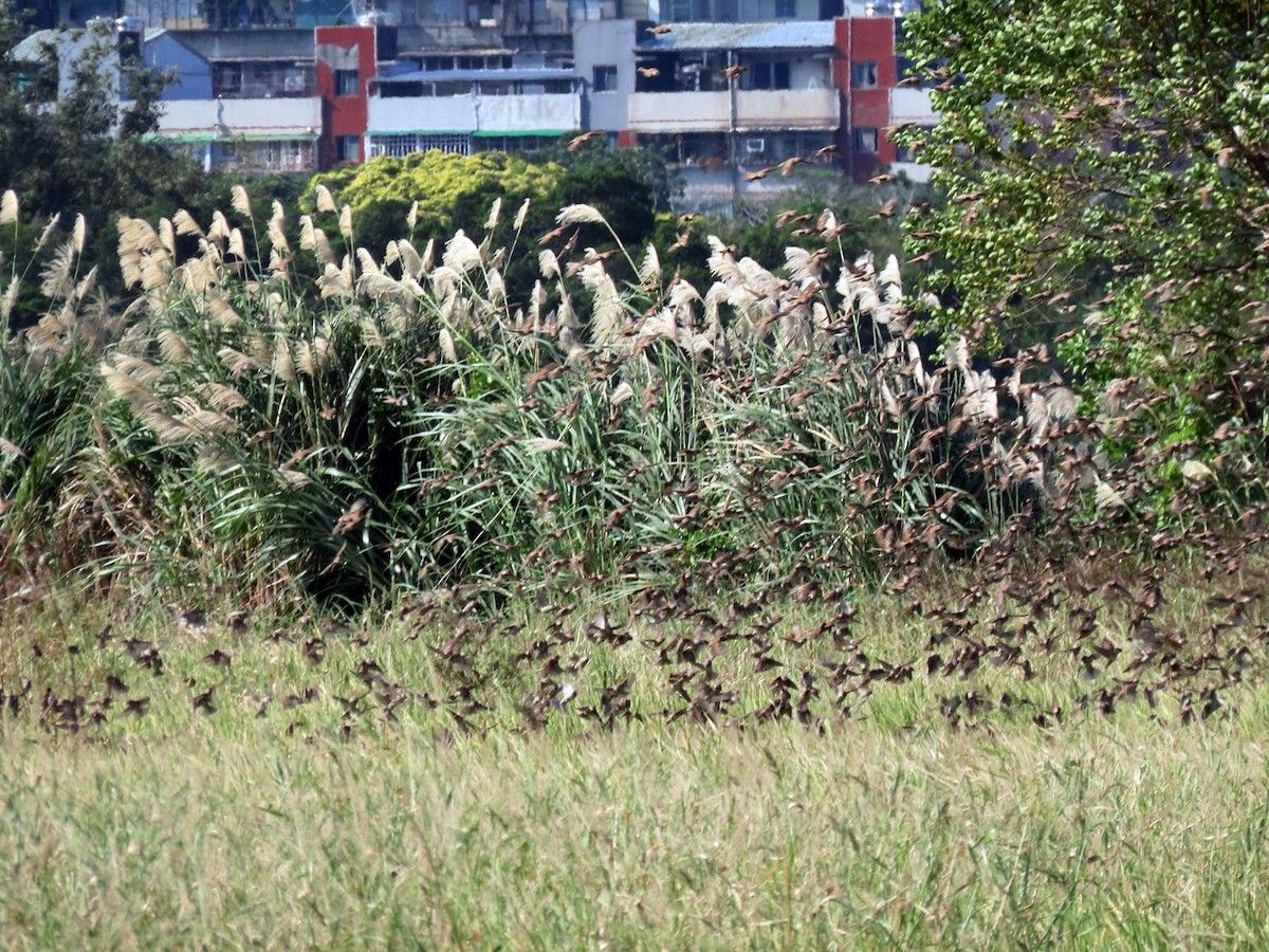 Горобець польовий - ML647047051