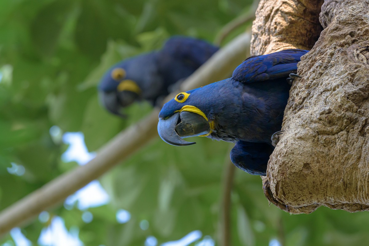 Ара гіацинтовий - ML647047052