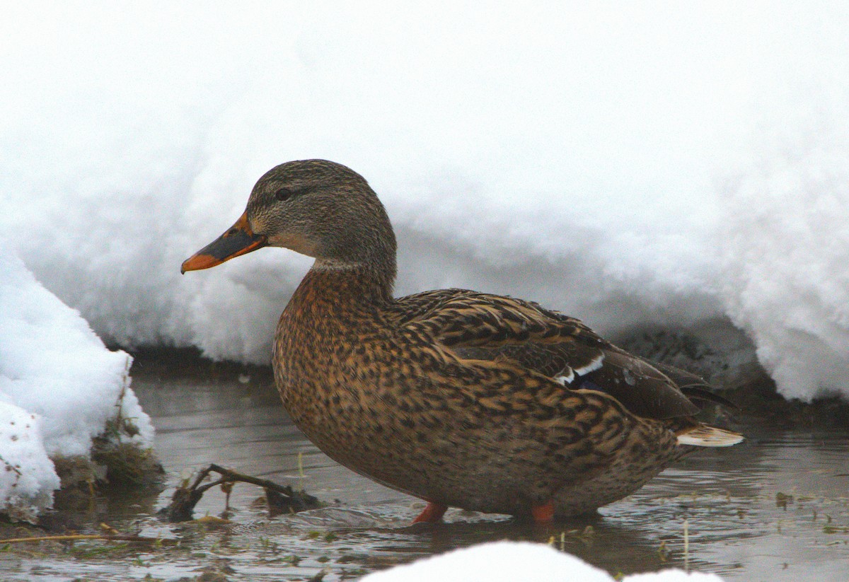 Крижень звичайний - ML647047053