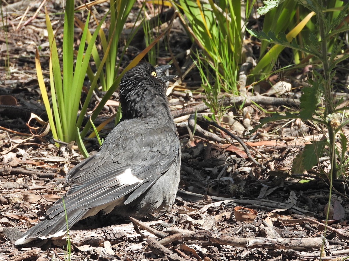 Куравонг строкатий - ML647047054