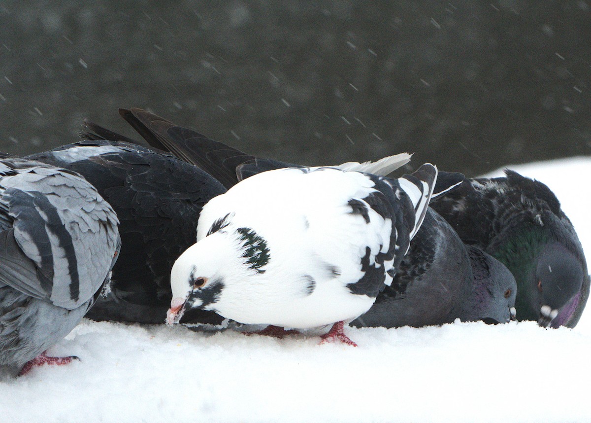 Голуб сизий (міський) - ML647047055