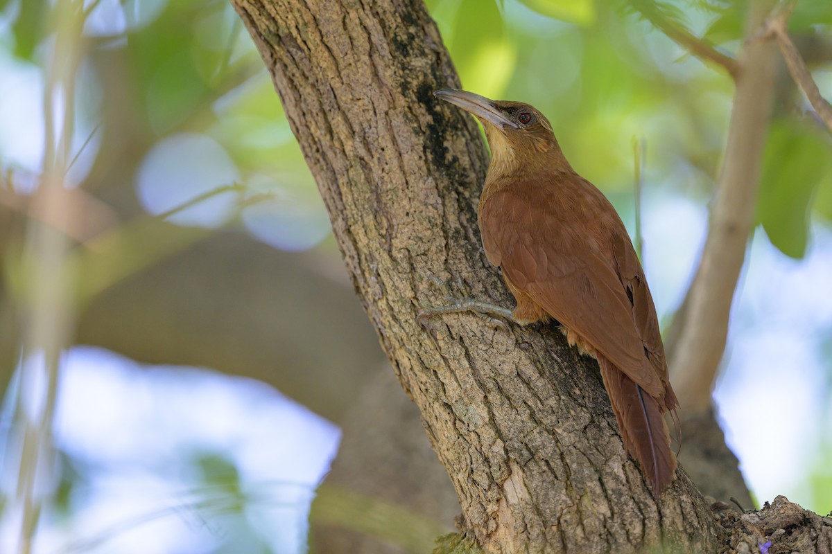Дереволаз-міцнодзьоб великий - ML647047059