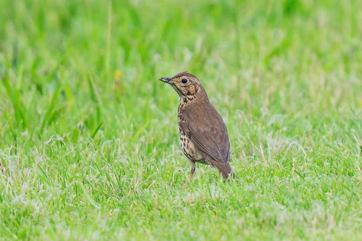 Дрізд співочий - ML647047065
