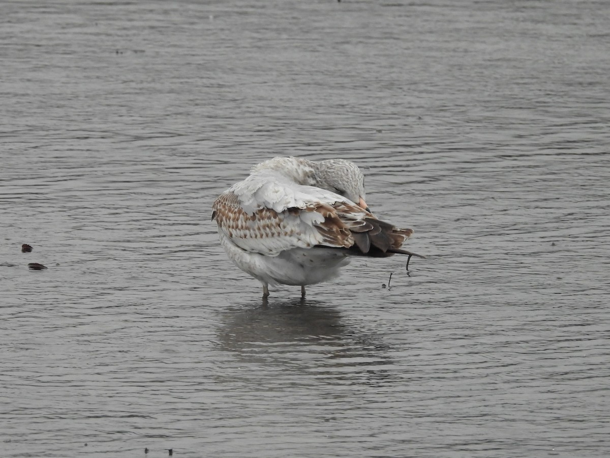 Мартин делаверський - ML647047066