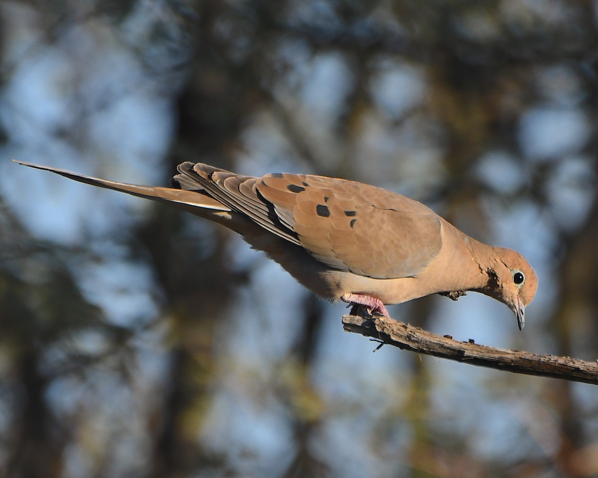 Зенаїда північна - ML647047074