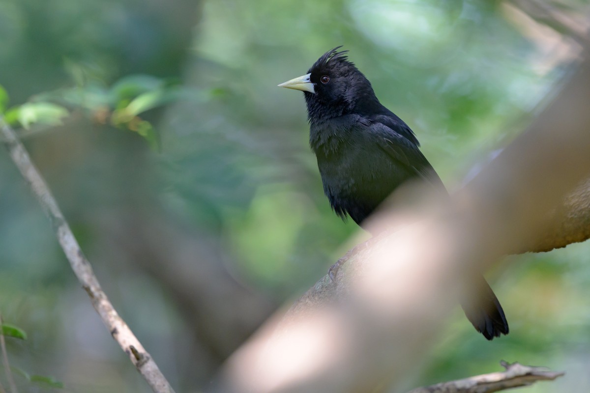 Касик чорний - ML647047077