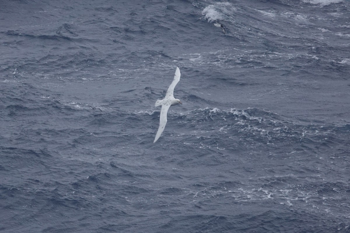 Southern Giant-Petrel - ML647047080
