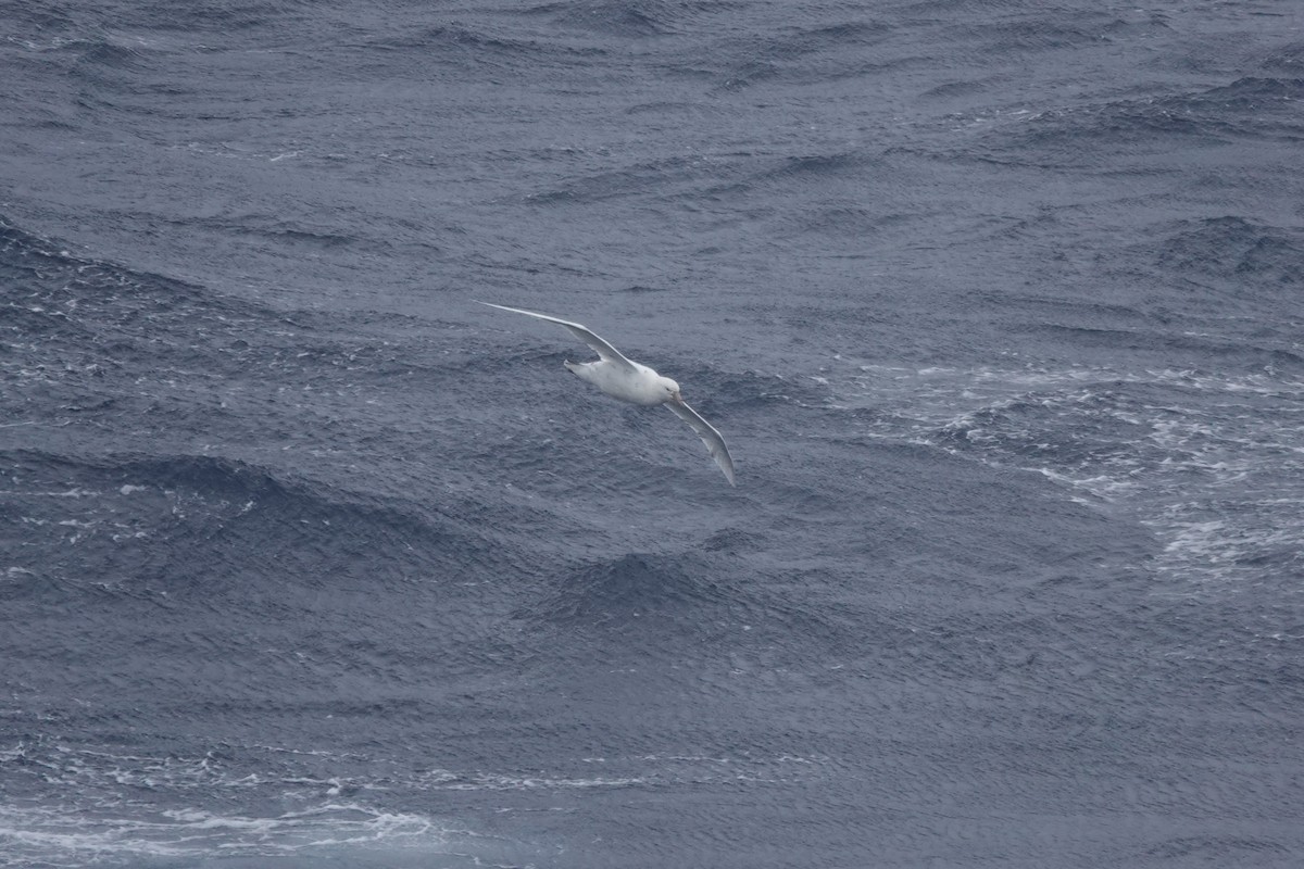 Southern Giant-Petrel - ML647047081