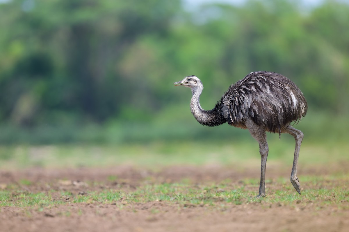 nandu pampový - ML647047084