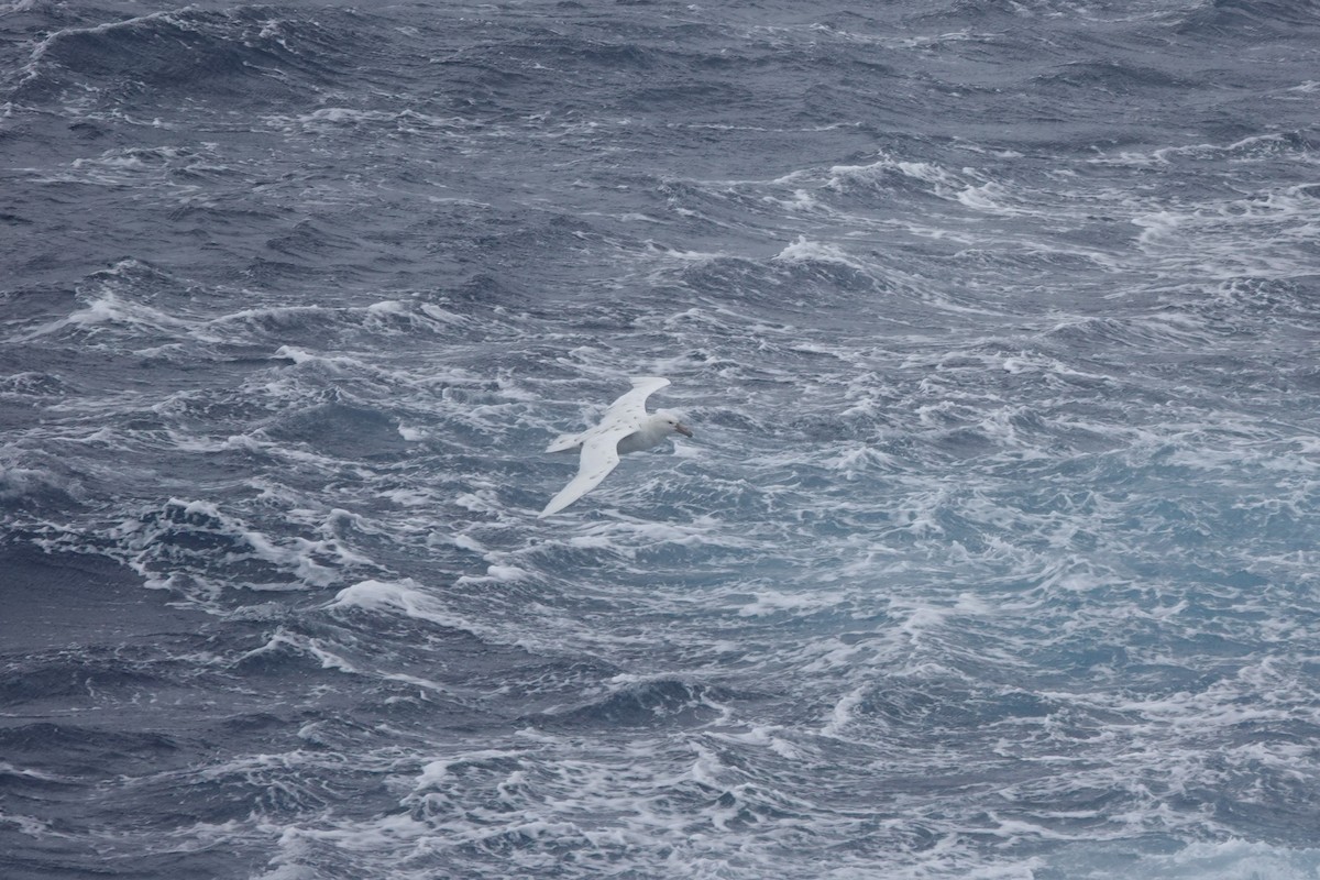 Southern Giant-Petrel - ML647047085