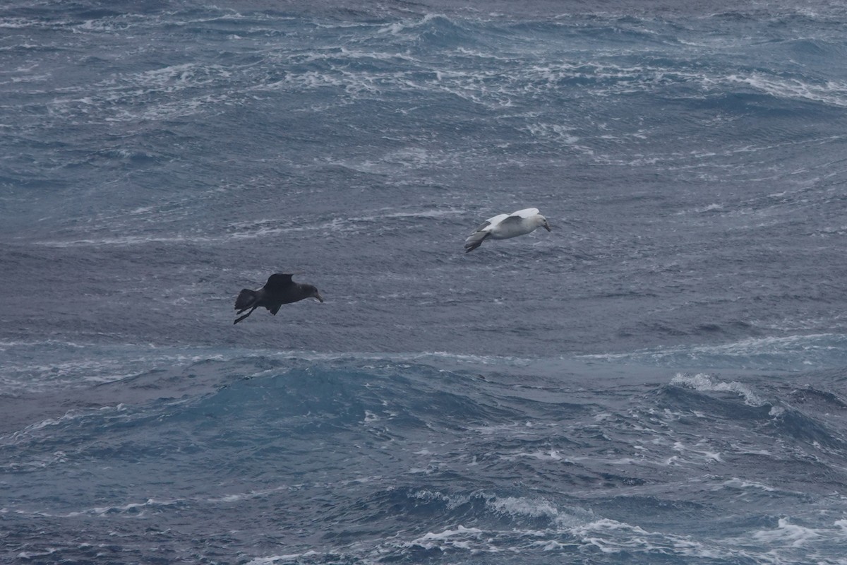 Southern Giant-Petrel - ML647047089