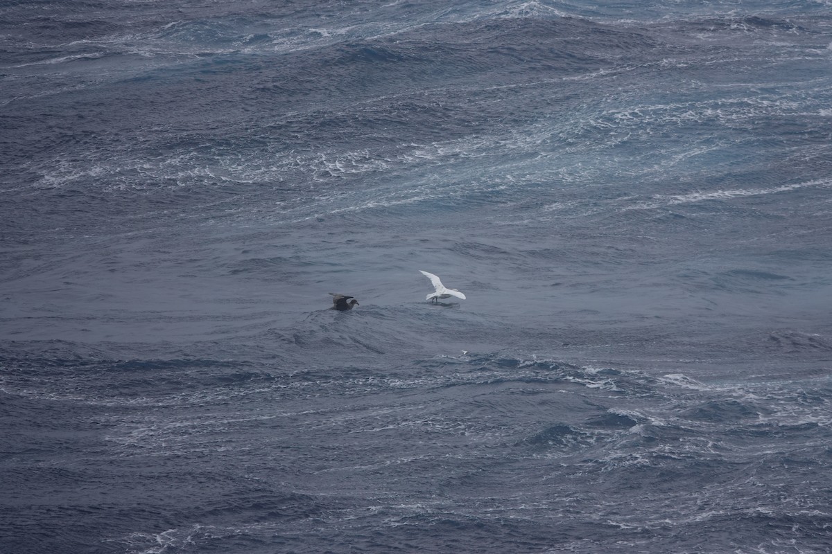 Southern Giant-Petrel - ML647047106