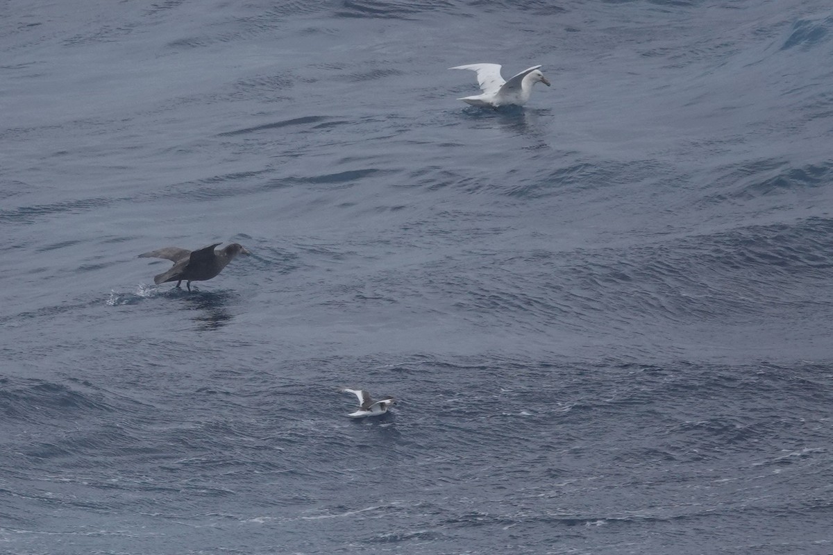 Southern Giant-Petrel - ML647047111