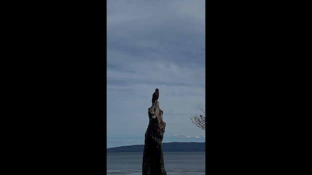 Striated Caracara - ML647047155