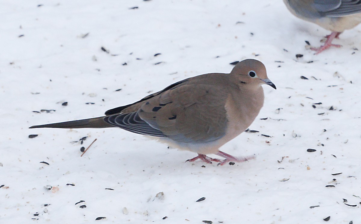 ナゲキバト - ML647047158