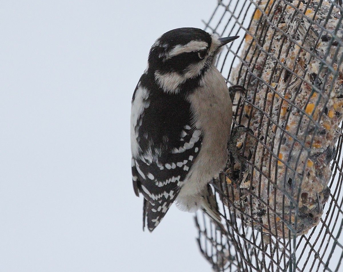 セジロコゲラ - ML647047159