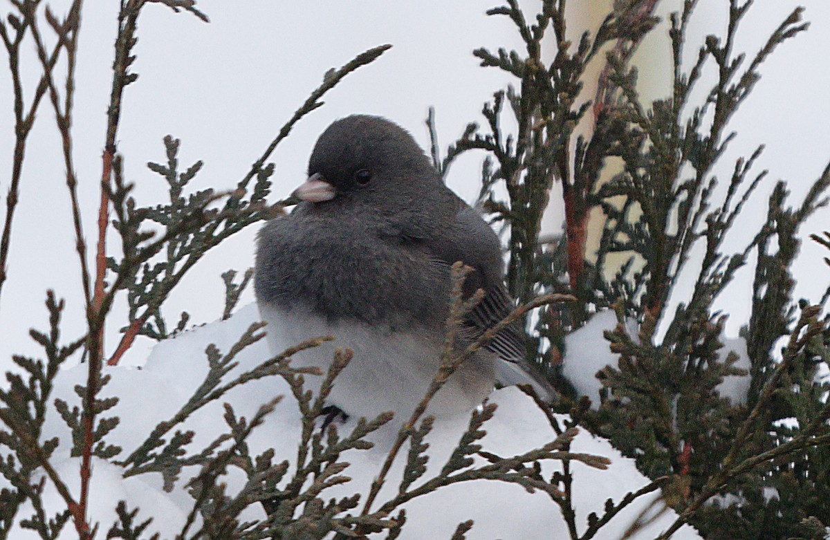 ユキヒメドリ - ML647047165