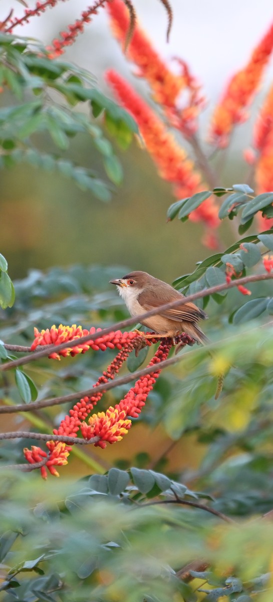 Yellow-eyed Babbler - ML647047172