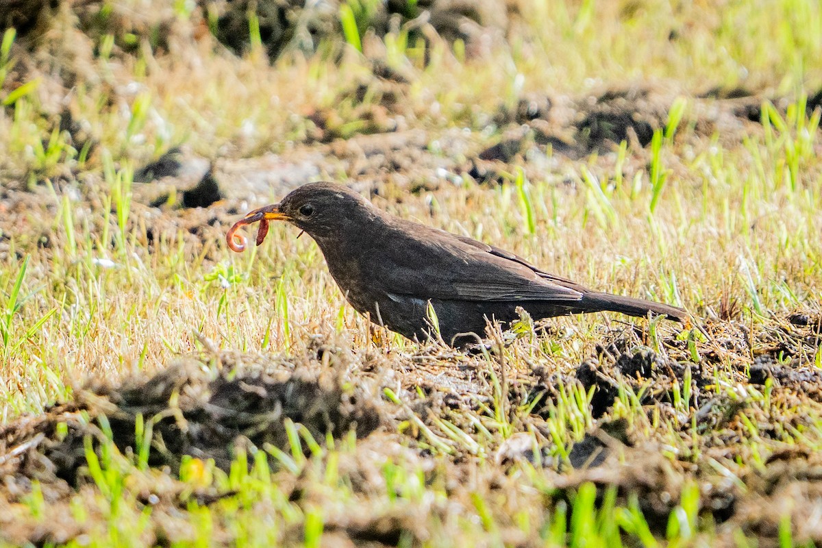 Eurasian Blackbird - ML647047175