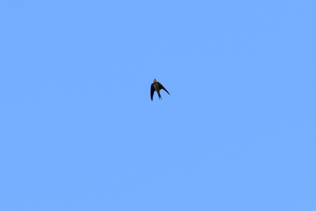 vlaštovka pacifická - ML647047177