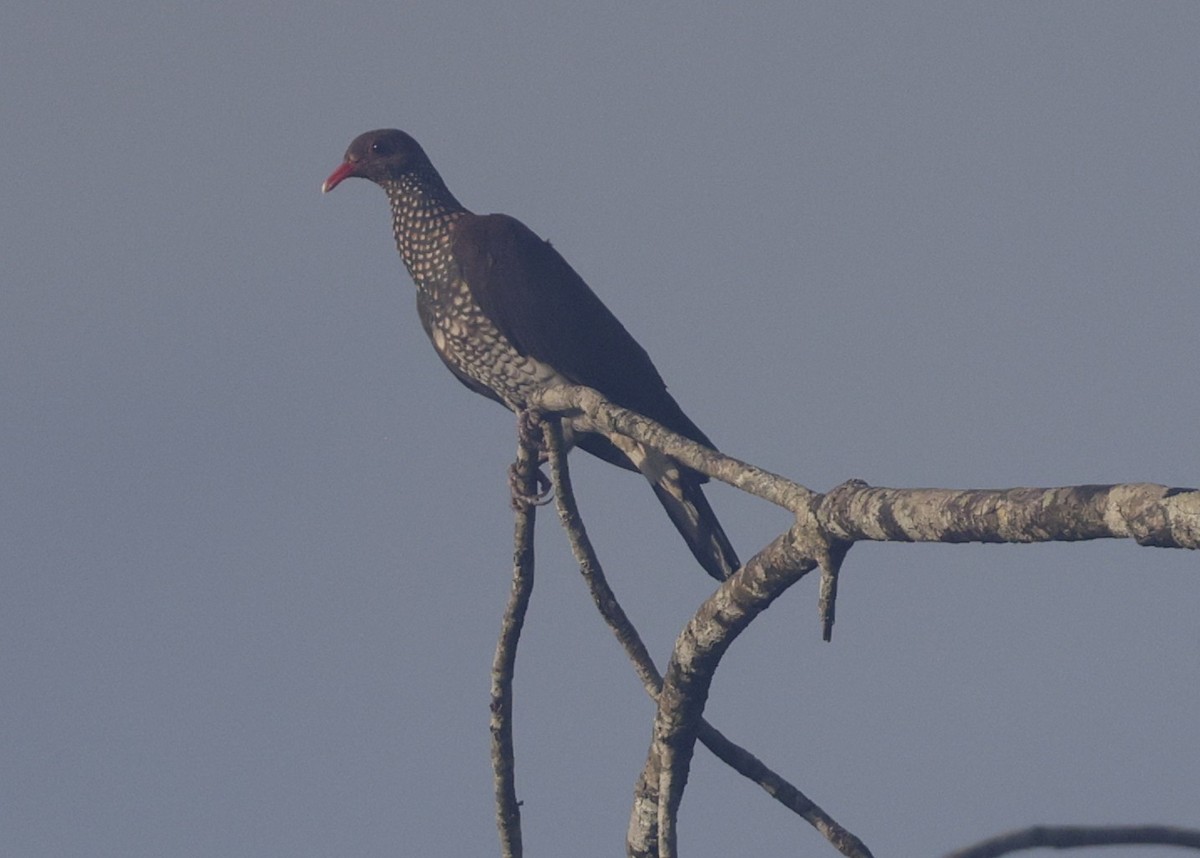 Scaled Pigeon - ML647047185