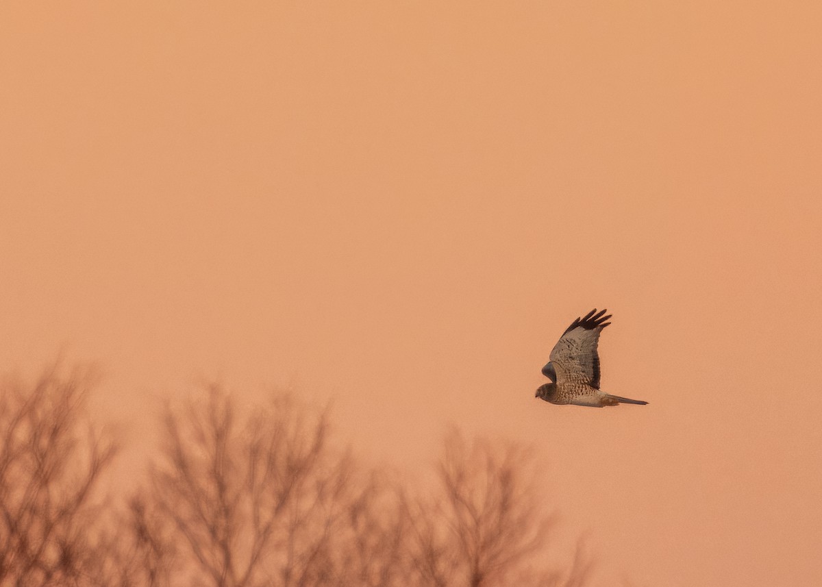 moták severoamerický - ML647047197