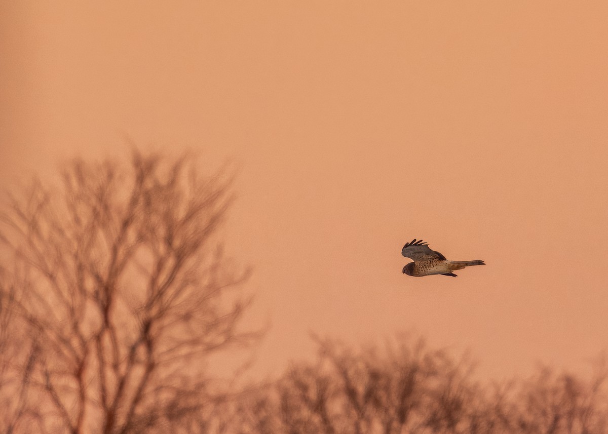 moták severoamerický - ML647047198