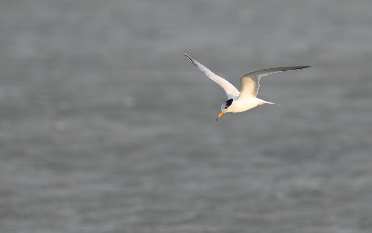 Chinese Crested Tern - ML647047209