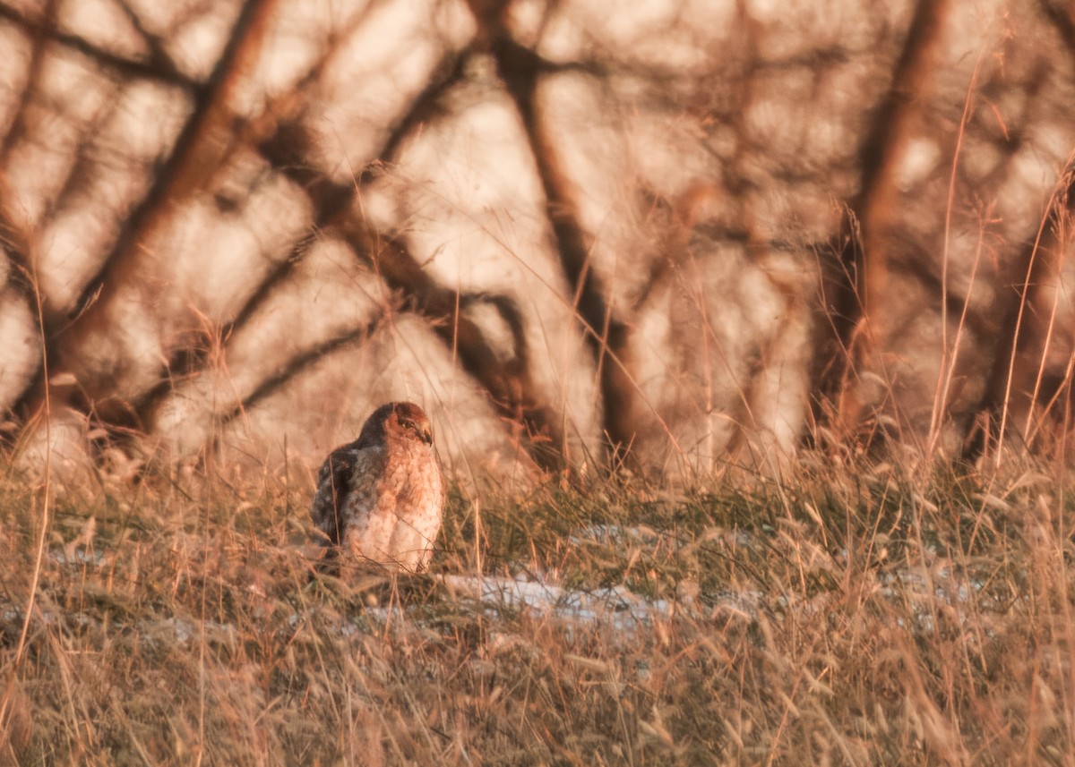 moták severoamerický - ML647047210