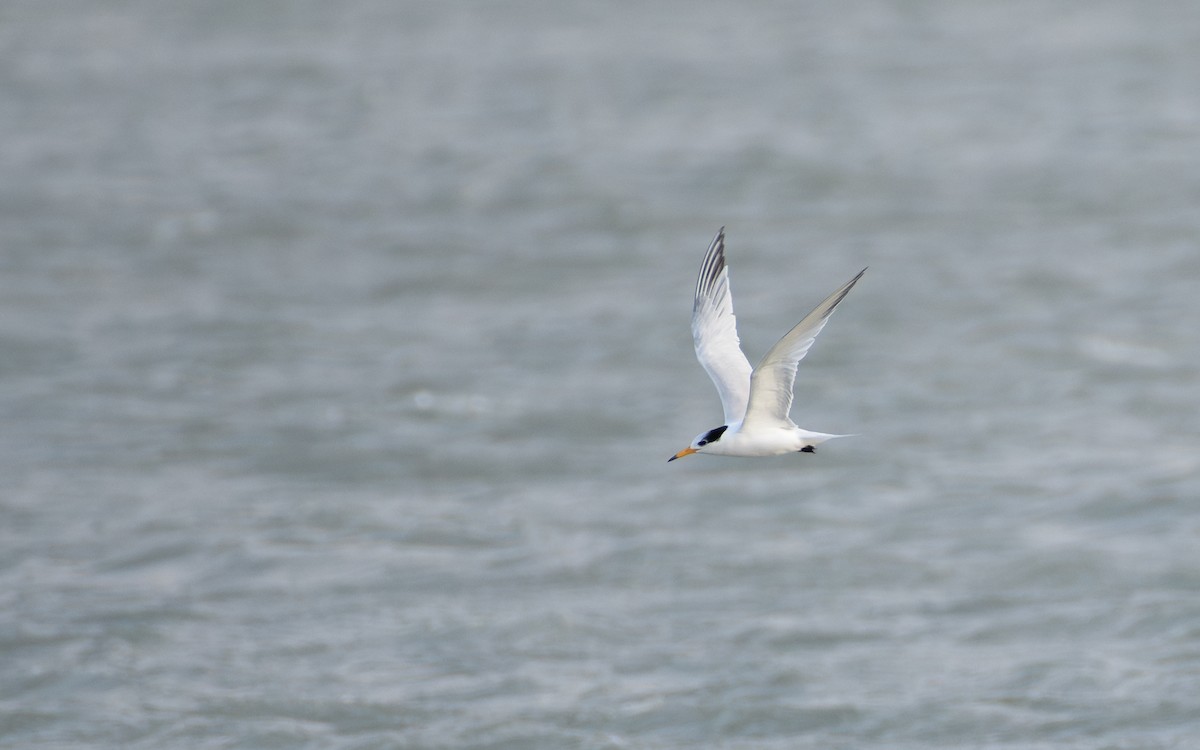 Chinese Crested Tern - ML647047211