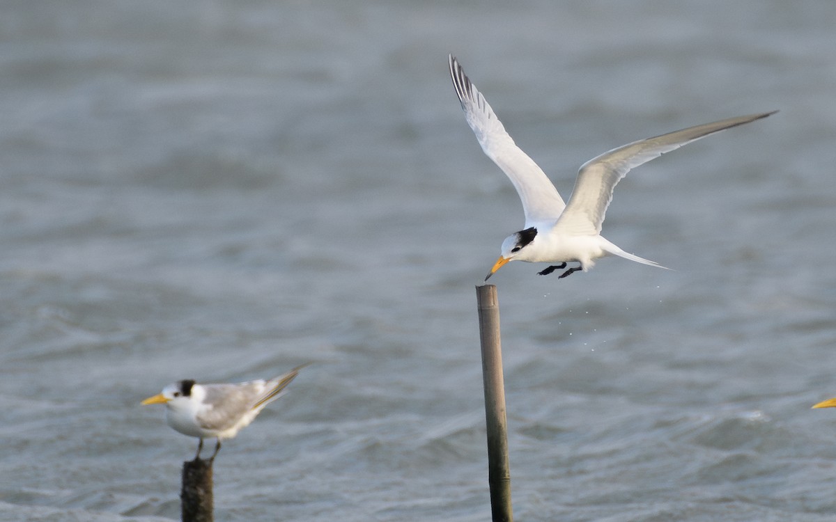 Chinese Crested Tern - ML647047213