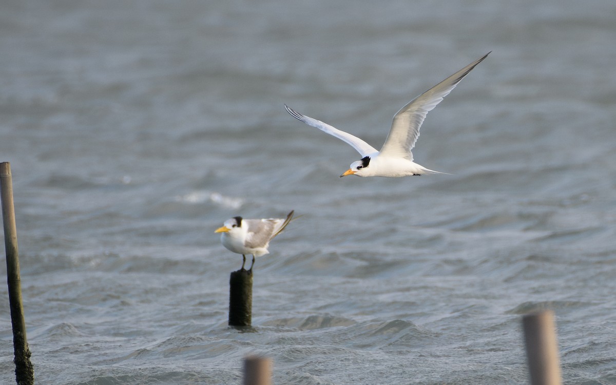Chinese Crested Tern - ML647047214