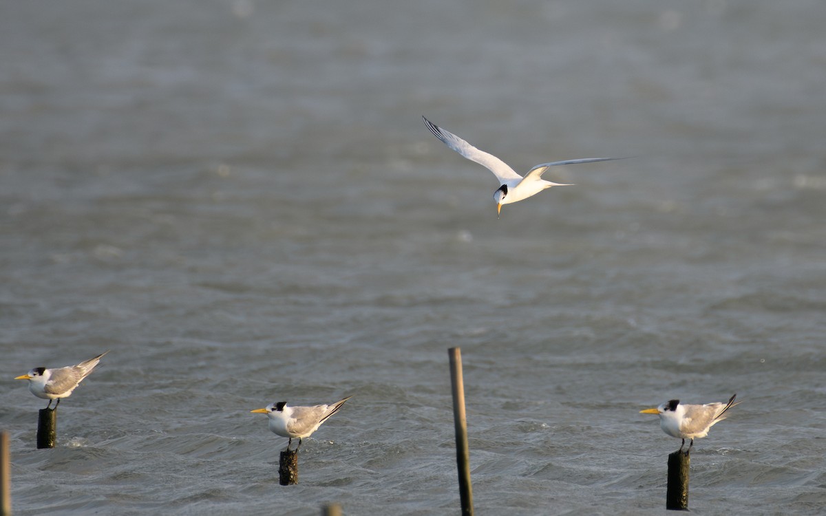 Chinese Crested Tern - ML647047216