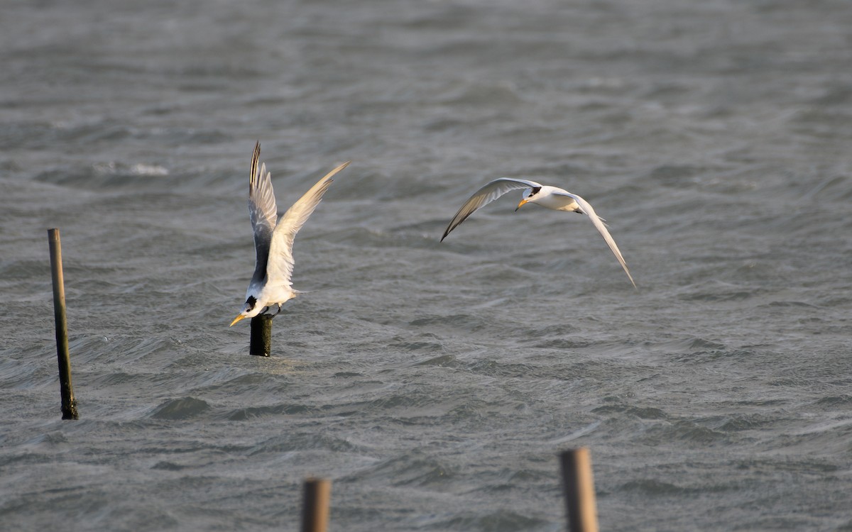 Chinese Crested Tern - ML647047217