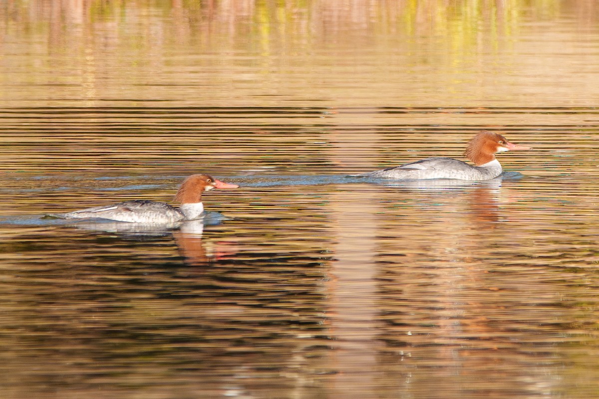 Common Merganser (North American) - ML647047225