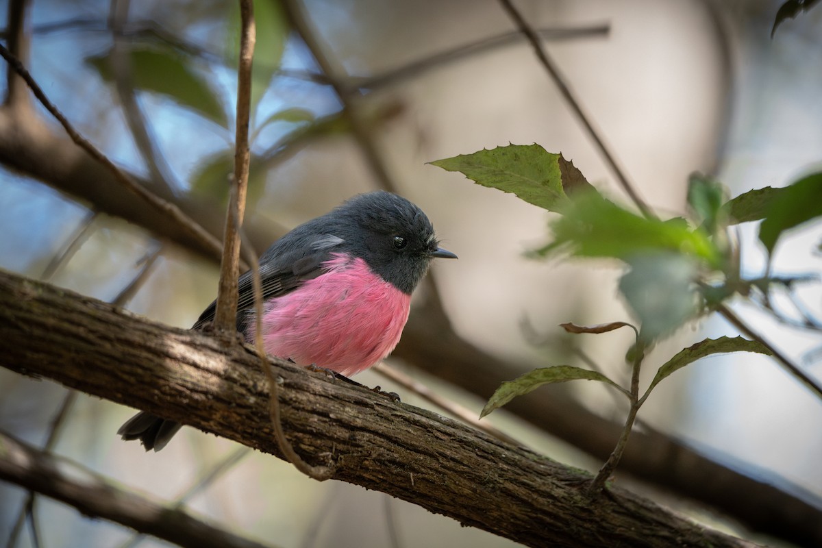 Pink Robin - ML647047234