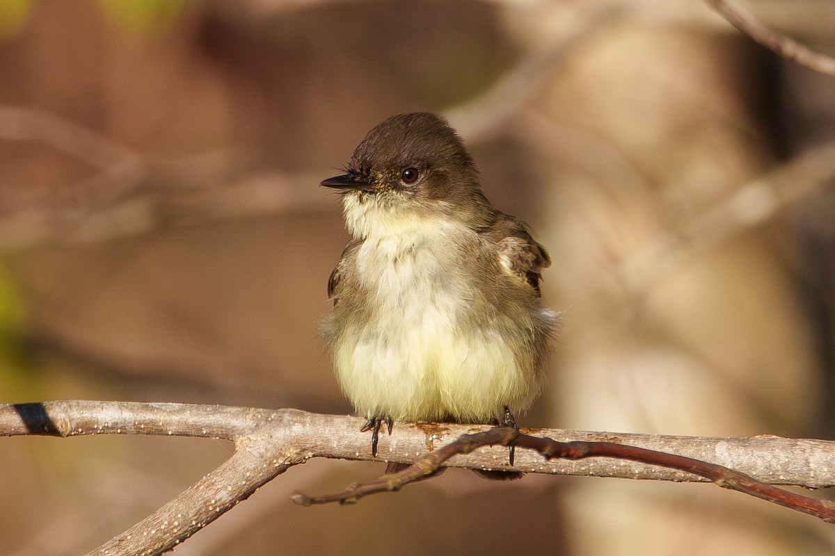 Eastern Phoebe - ML647047239