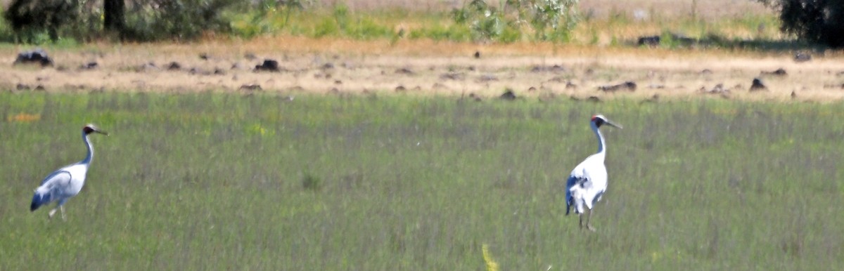 Brolga - ML647047248