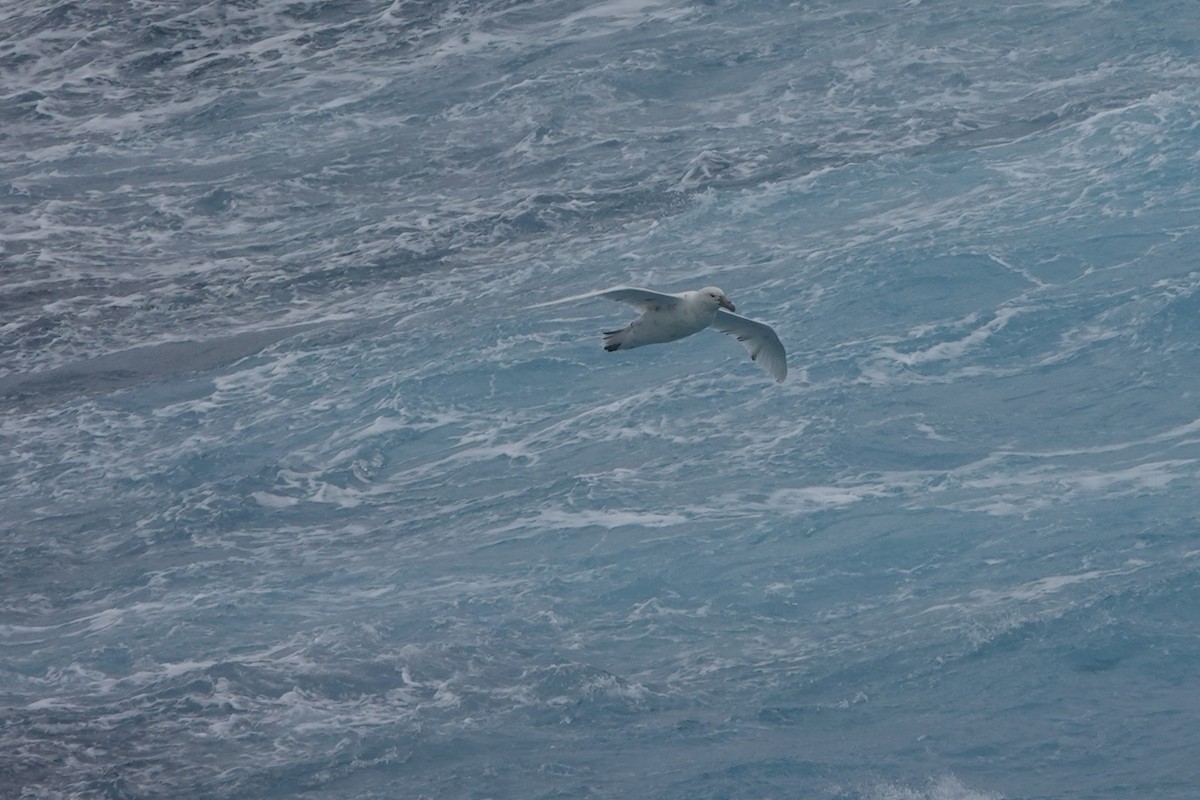 Southern Giant-Petrel - ML647047255