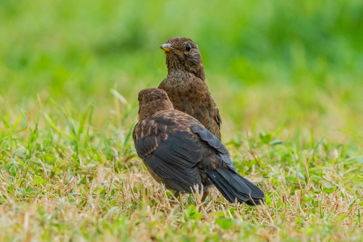 Eurasian Blackbird - ML647047258
