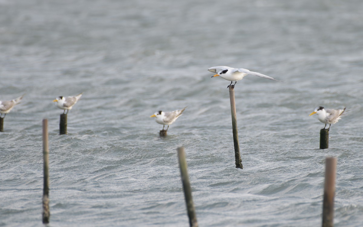 Chinese Crested Tern - ML647047266