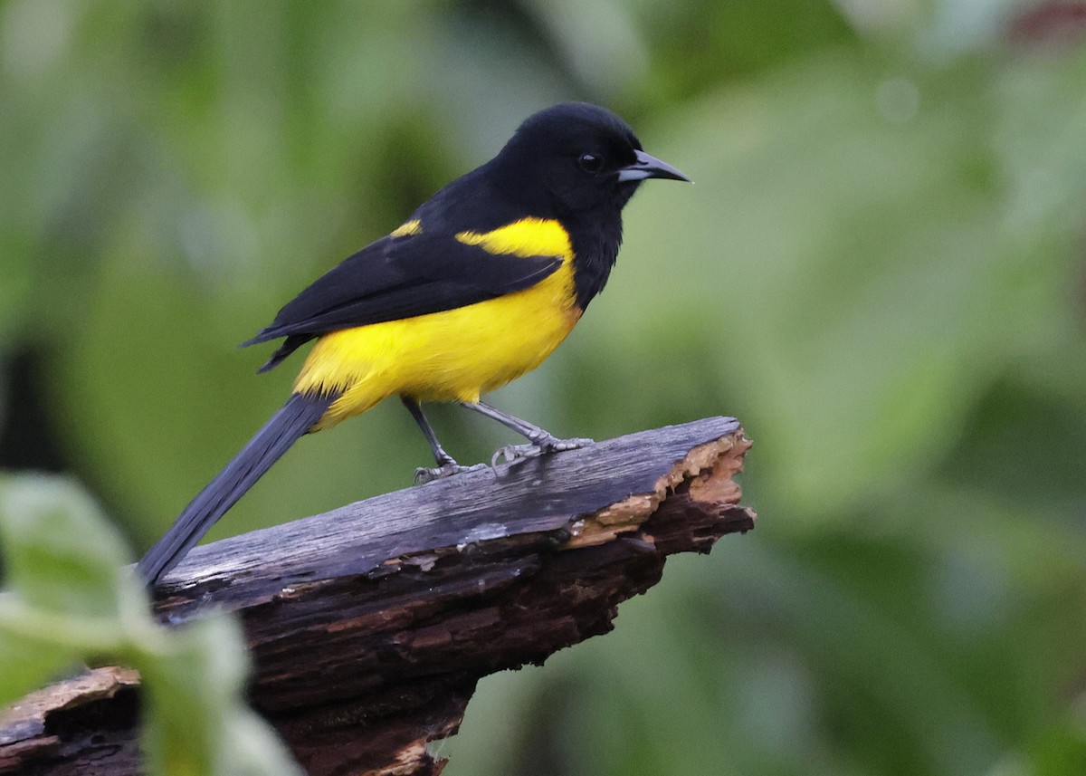 Black-cowled Oriole - ML647047270