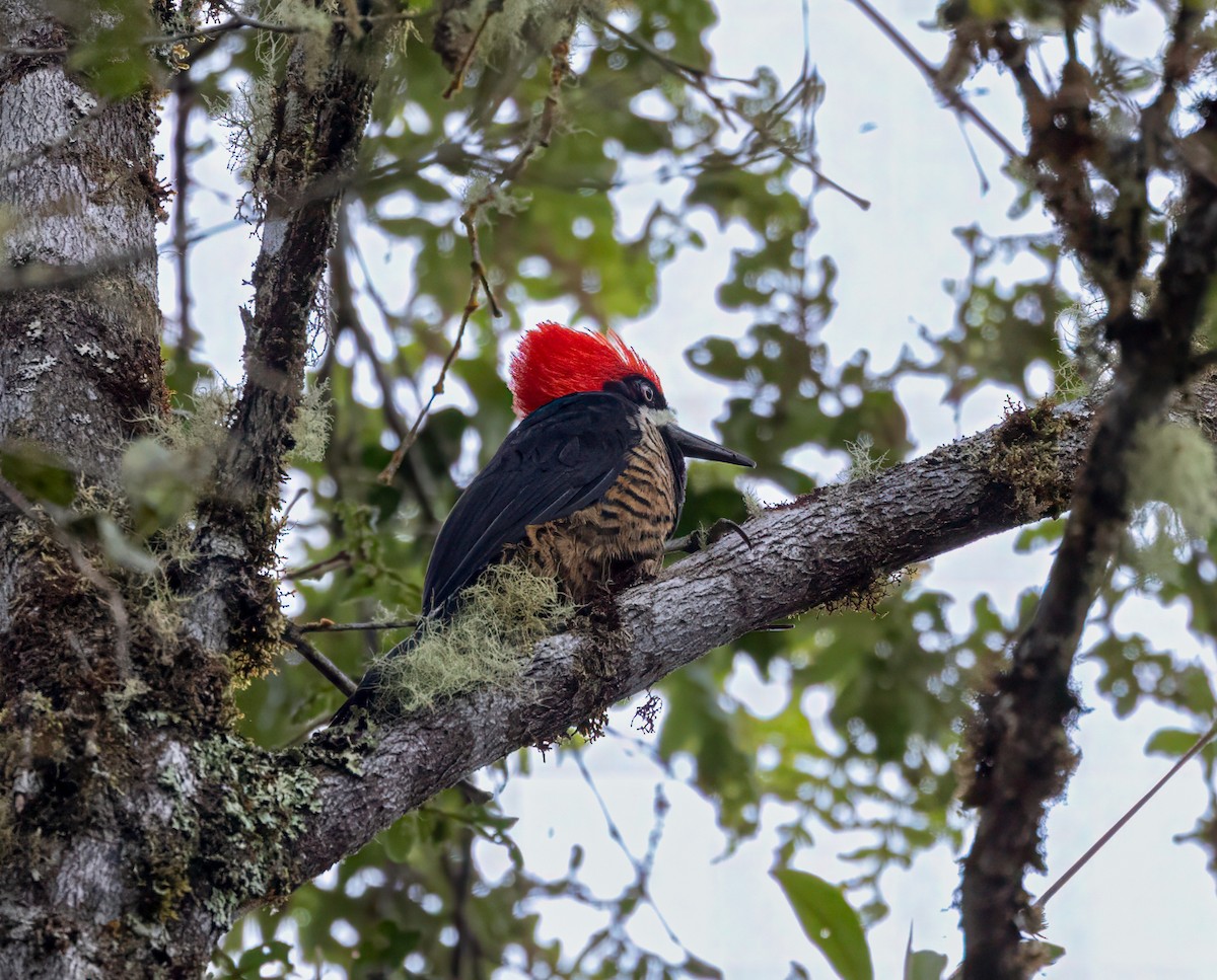 Powerful Woodpecker - ML647047277
