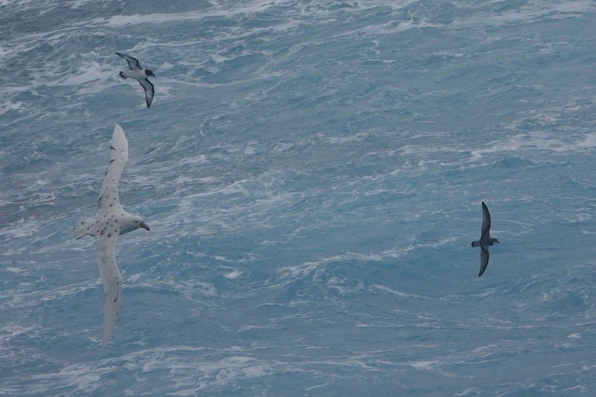 Пріон антарктичний - ML647047280