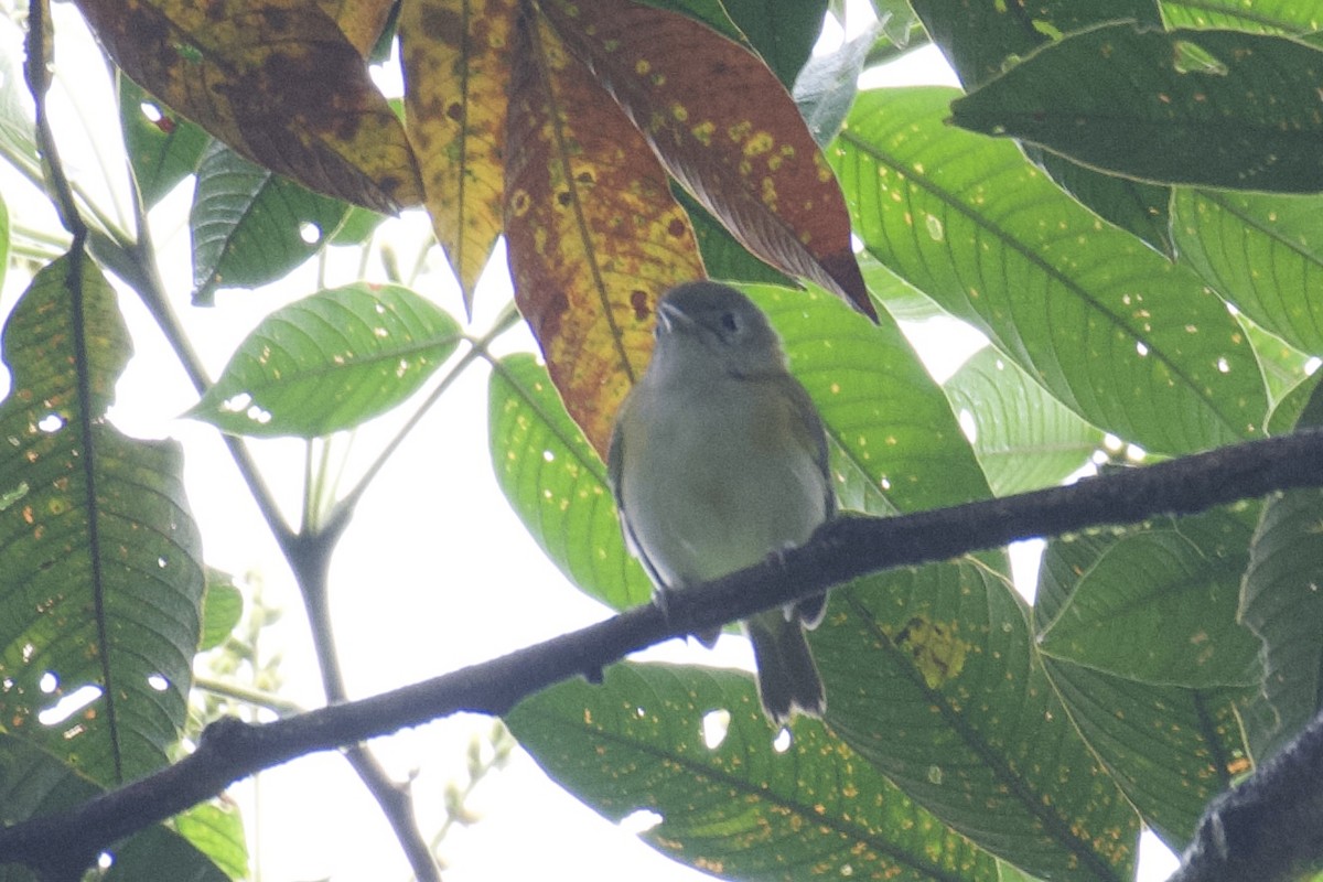 kortstjertvireo (minor) - ML647047313